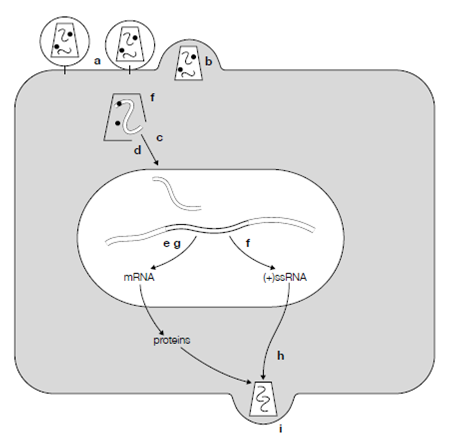 460_Genome expression and replication 4.png